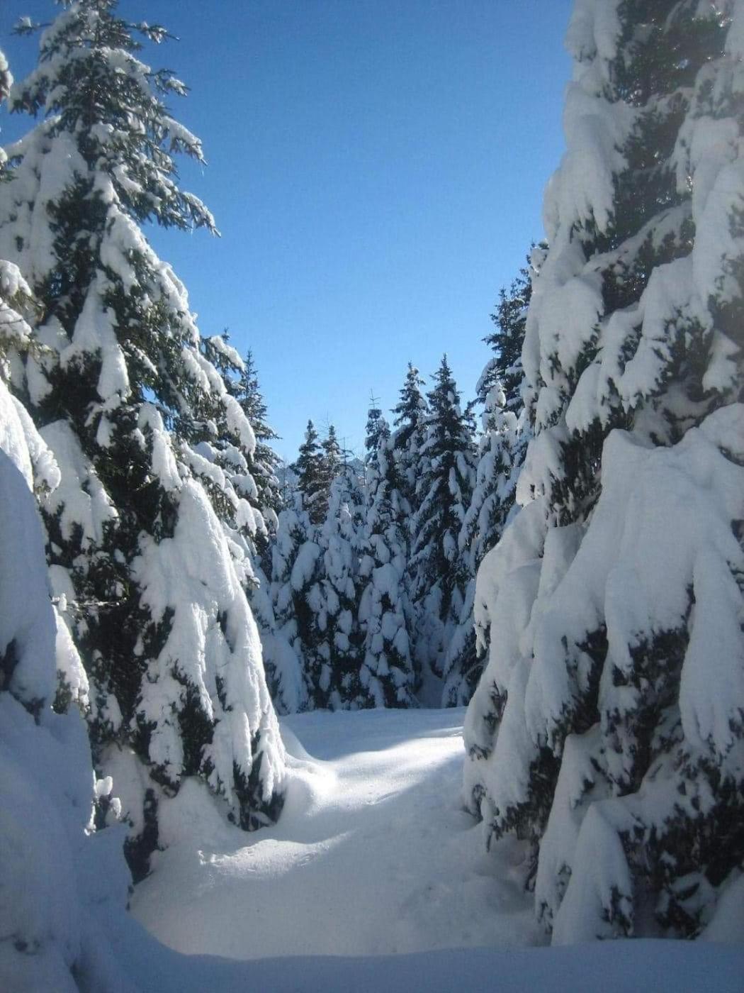 Suite Chalet Ponte Di Legno Phòng bức ảnh